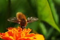 Bee-fly and flower Royalty Free Stock Photo