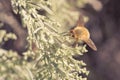 Bee Fly on Foliage Royalty Free Stock Photo