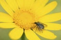 Bee fly, genus Usia, on yellow corn marigold Glebionis Segetum Royalty Free Stock Photo