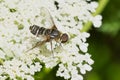 Banded Bee-fly - Genus Villa Royalty Free Stock Photo