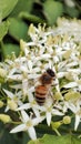 Bee fly honey petal pest white flower nature Royalty Free Stock Photo