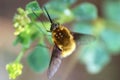 Bee fly or humbleflie Bombylius major resting on a leaf. Selective focus Royalty Free Stock Photo