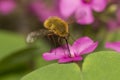 Bee Fly