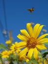 Bee fly over flower Royalty Free Stock Photo