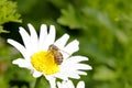 Bee eat nectar on daisy, adobe rgb Royalty Free Stock Photo