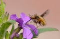 A Bee-fly sipping nectar from a purple flower Bombylius major Royalty Free Stock Photo