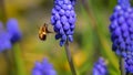 Bee fly sucking nectar from purple flowers Royalty Free Stock Photo