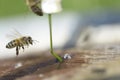 Bee fly to drink watter