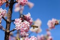 Bee fly to flower Royalty Free Stock Photo