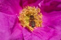 Bee flying above dog rose blossoming