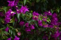 Bee flying above some violet flowers in spring Royalty Free Stock Photo