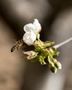 Bee flying around a cherry flower to collect polen.