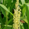 Bee flying on corn flower Royalty Free Stock Photo