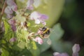 Bee flying in a field of nettle flowers