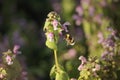 Bee flying in a field of nettle flowers