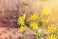 Bee flying flower Royalty Free Stock Photo