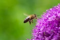 Bee flying gathering pollen or nectar on a purple giant allium Royalty Free Stock Photo