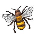 Bee flying. Isolated vector illustration on white background Royalty Free Stock Photo