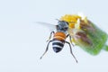 A bee Flying Isolated on white background Royalty Free Stock Photo