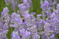 Bee flying in Lavender Royalty Free Stock Photo