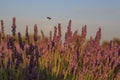 Bee flying among lavender plants. Insects concept Royalty Free Stock Photo