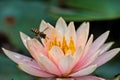 Bee Flying into Lotus