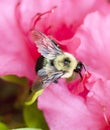 Bee flying near a pink azalia bush Royalty Free Stock Photo