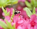 Bee flying near a pink azalia bush Royalty Free Stock Photo