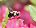 Bee flying near a pink azalia bush Royalty Free Stock Photo