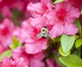 Bee flying near a pink azalia Royalty Free Stock Photo