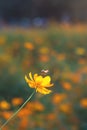 Bee flying near yellow cosmos flowers