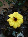 Bee Flying onto a Yellow Flower Royalty Free Stock Photo