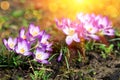 Bee flying over blooming purple crocus flowers on meadow under sun beams in spring time. Beautiful spring background. Selective Royalty Free Stock Photo