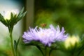 A bee flying over blue flower Royalty Free Stock Photo