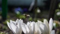 bee flying over a flower Royalty Free Stock Photo