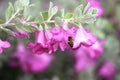 A bee flying over a pink flower from a branch with several flowers.