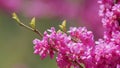 Bee Flying Over The Purple Flowers Of The Tree Of Love Or Judas Tree. Judas Tree And European Scarlet. Close up. Royalty Free Stock Photo