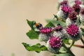 Bee flying over a thistle flower Royalty Free Stock Photo