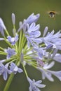 Bee on the violet flower