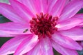 Bee flying over a waterlily Royalty Free Stock Photo
