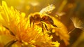 A bee is flying over a yellow flower Royalty Free Stock Photo