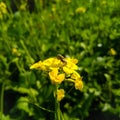 . Bee flying over the yellow flower in blur background. mustard flower. Rapeseed flower. Rapeseed. Pollination. Royalty Free Stock Photo