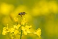 Bee flying on rapeseed flowers. Yellow field, bee hovers above the rapeseed flower. Royalty Free Stock Photo