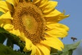 Bee flying on sunflower Royalty Free Stock Photo