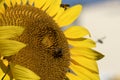 Bee flying on sunflower Royalty Free Stock Photo