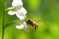 a Bee flying to the beautiful flower