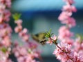 Bee flying to blooming almond tree's floweres Royalty Free Stock Photo