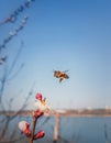 Bee flying to a blooming apricot tree collecting pollen. Honeybee and spring flowers over blue sky background Royalty Free Stock Photo