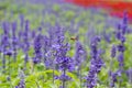 A bee flying to blue Salvia flower (blue sage)