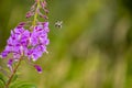 A bee flying to a bunch of pink flowers